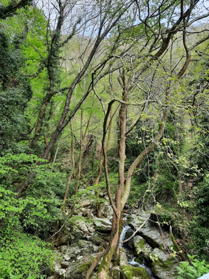 Αρχοντικό Κονάκι- Konaki Pelion ซาการาดา ภายนอก รูปภาพ
